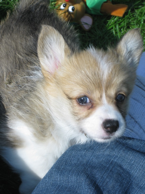 Puppies